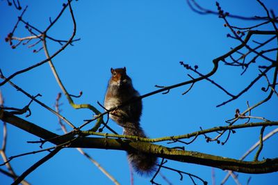 Low angle view of bird perching on bare tree against blue sky