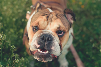 Funny smiling english bulldog. cute young english bulldog playing in green grass. 