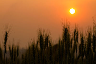 Scenic view of silhouette field against sky at sunset