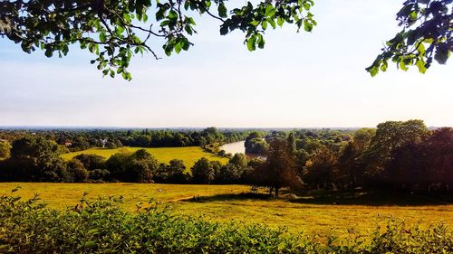 Scenic view of field against sky
