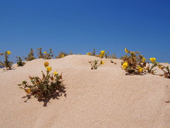 Plants growing in desert against clear blue sky