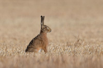 An european hare in a harvested field 