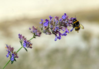 Close-up of bee pollinating on purple flowering plant