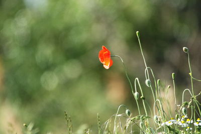 Close-up of red poppy flower on field