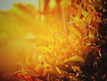 Close-up of yellow leaves during autumn