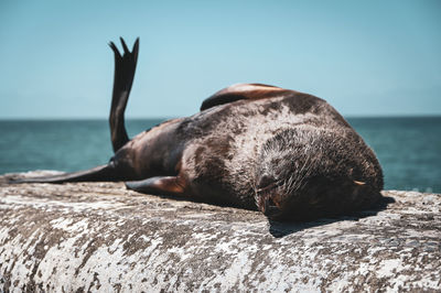 View of sea resting on rock at beach