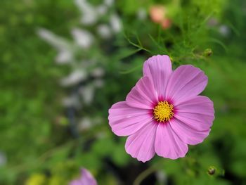 Close-up of pink cosmos flower