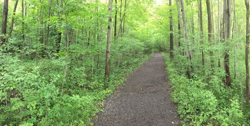 Road amidst trees in forest