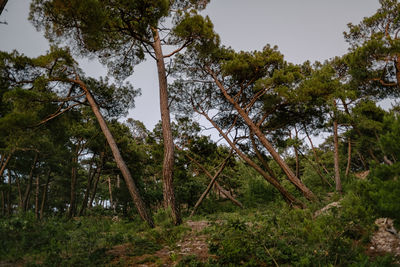 Trees in forest against sky