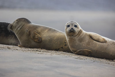 A beautiful seal lies on the sand. blue sea in the background. a seal rests on golden sand.