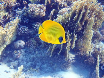 Fish swimming in sea