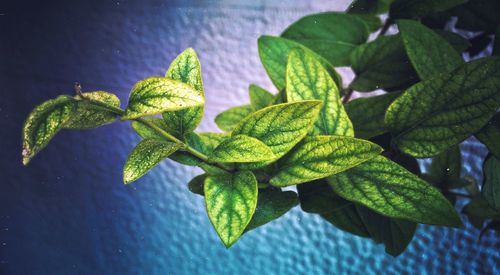 Close-up of fresh green plant in water