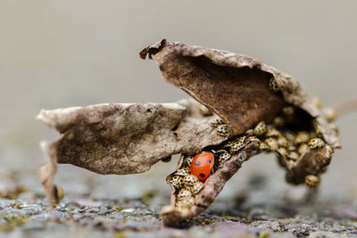 Close-up of ladybug on rock