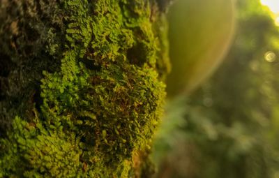 Close-up of moss growing on tree trunk