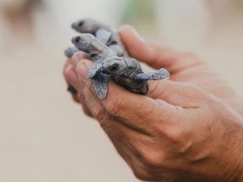 Close-up of hand holding turtle