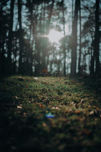 Sunlight falling on leaves in forest