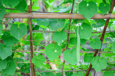 Close-up of ivy growing on tree