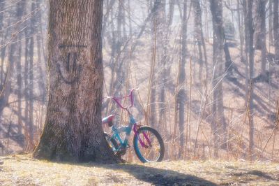 Bare trees in the forest