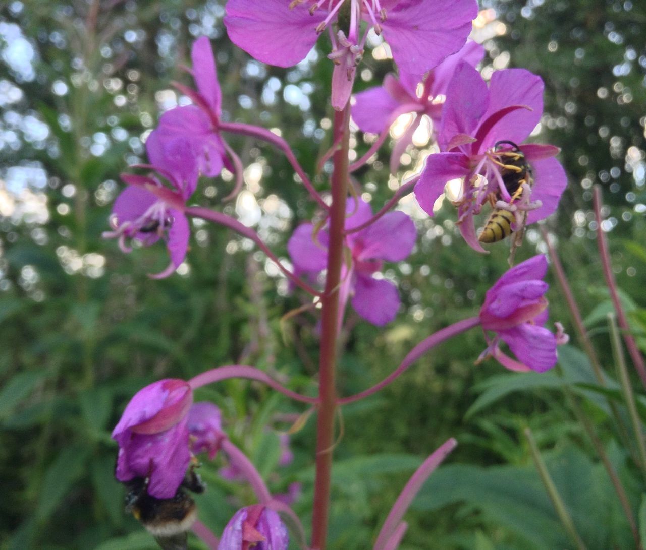 flower, growth, freshness, fragility, petal, close-up, stem, beauty in nature, plant, pink color, purple, focus on foreground, nature, flower head, in bloom, blossom, springtime, day, outdoors, botany, softness, growing, full frame, blooming, no people, flowering, bloom