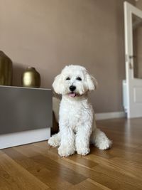 Portrait of dog sitting on hardwood floor at home