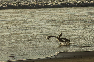 Bird flying over beach