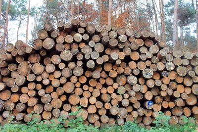 Stack of logs against trees