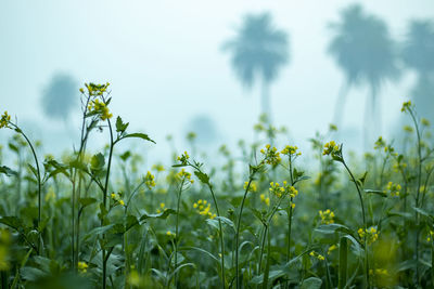 Close-up of flowering plants on field against sky