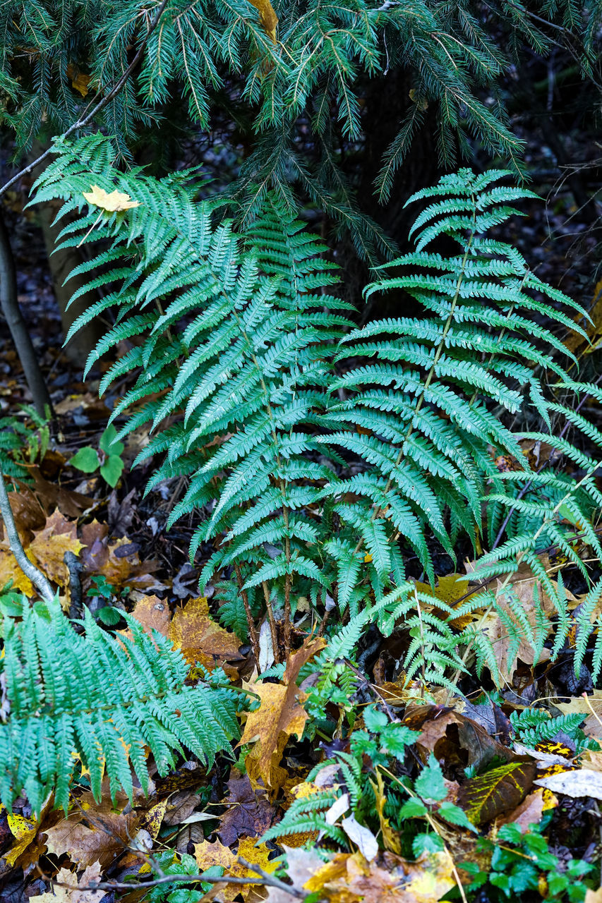 HIGH ANGLE VIEW OF FERN IN FOREST