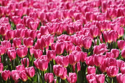 Close-up of pink flowers growing on field