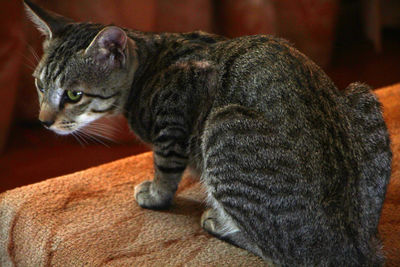 Close-up of cat lying on ground