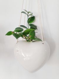 High angle view of potted plant on white background