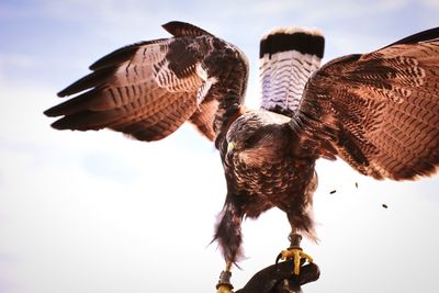 Low angle view of birds against clear sky