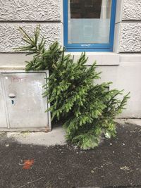 Potted plant on window of building