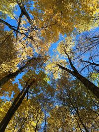 Low angle view of trees against sky