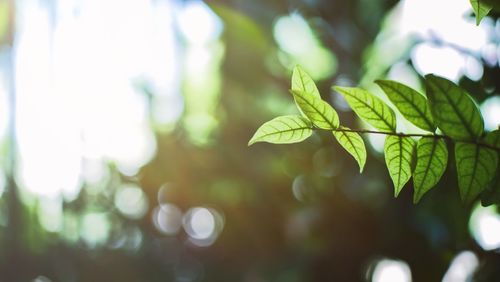 Close-up of leaves against blurred background