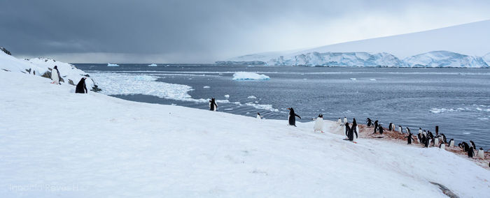 Scenic view of snow covered landscape