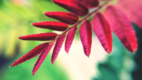 Close-up of leaves against blurred background