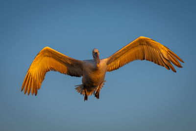 Bird flying against clear sky