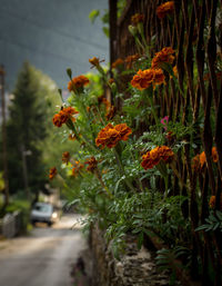 Close-up of flowers