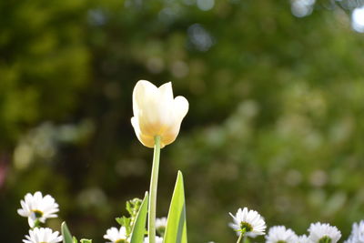 Close-up of white flower in field