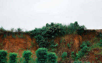 Plants and trees on field against sky