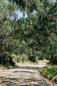 Road amidst trees in forest