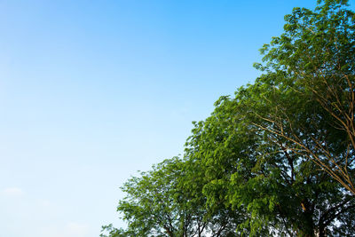 Low angle view of trees against blue sky