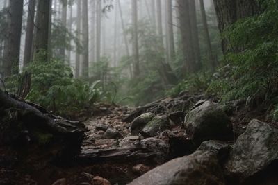 Trees in forest