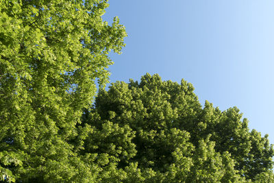 Low angle view of trees against clear blue sky