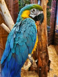 Close-up of blue parrot perching