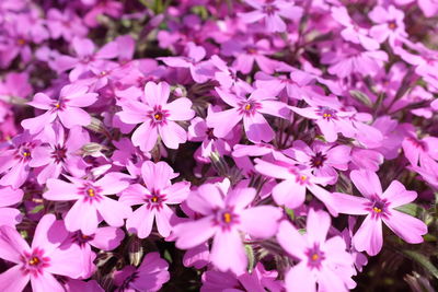Full frame shot of pink flowers
