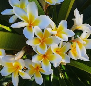 Close-up of frangipani blooming outdoors