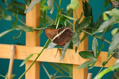 Close-up of butterfly pollinating on flower