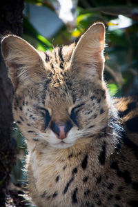 Close-up of serval